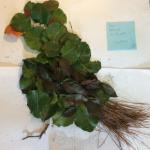 Bird - leaves, pine needles, twigs, May 28, 2020